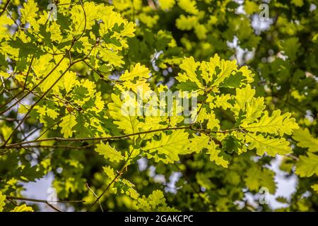 Sonne scheint durch Eichenblätter, Cowes, IOW, England Stockfoto