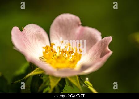 Blume der Hunderose 'Rosa Canina', Firestone Copse, Isle of Wight, England Stockfoto