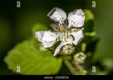 Blume der Hunderose 'Rosa Canina', Firestone Copse, Isle of Wight, England Stockfoto