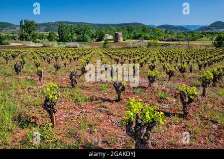 Weinberg, Lagergebäude, vielleicht eine alte Windmühle, in der Nähe des Dorfes Salasc, Gemeinde im Département Herault, Region Oskitanie, Frankreich Stockfoto