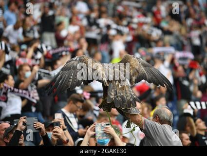 31. Juli 2021, Hessen, Frankfurt/Main: Fußball: Testspiele, Eintracht Frankfurt - ALS Saint Etienne im Deutsche Bank Park. Frankfurts Maskottchen, der Steinadler 'Attila', ist vor dem Spiel mit Falkner Norbert Lawitschka bei den Fans. Foto: Arne Dedert/dpa Stockfoto