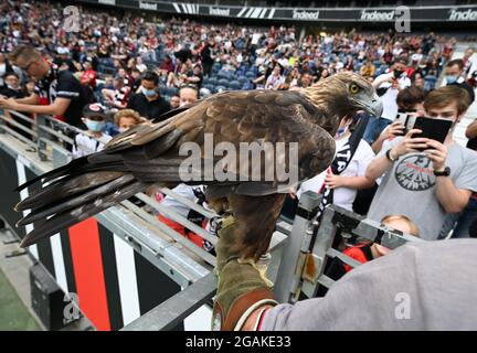 31. Juli 2021, Hessen, Frankfurt/Main: Fußball: Testspiele, Eintracht Frankfurt - ALS Saint Etienne im Deutsche Bank Park. Frankfurts Maskottchen, der Steinadler 'Attila', ist vor dem Spiel mit Falkner Norbert Lawitschka bei den Fans. Foto: Arne Dedert/dpa Stockfoto