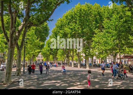 Ahornbäume, Fußgängerzone bei Allees Paul Riquet, in Beziers, Departement Herault, Region Oczitanien, Frankreich Stockfoto