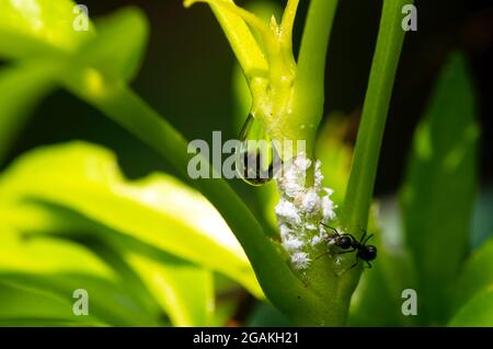 Eine kleine schwarze Ameise und weiße Wanzen auf einem grünen Blatt mit Wassertropfen, ausgewählter Fokus Stockfoto