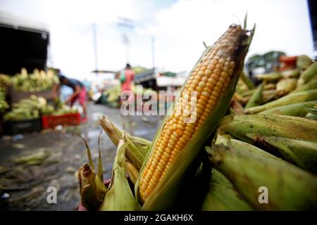 salvador, bahia, brasilien - 17. juni 2019: Grüner Mais zum Verkauf auf der Messe São Joaquim in der Stadt Salvador. Stockfoto