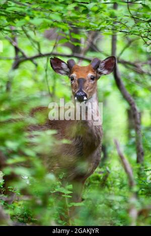 Junger Bock im Wald während der Frühjahrssaison Stockfoto