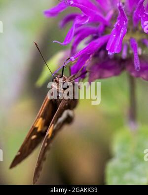Silberfarbener Skipper, der Nektar aus einer Balsam-Blüte sammelt. Stockfoto