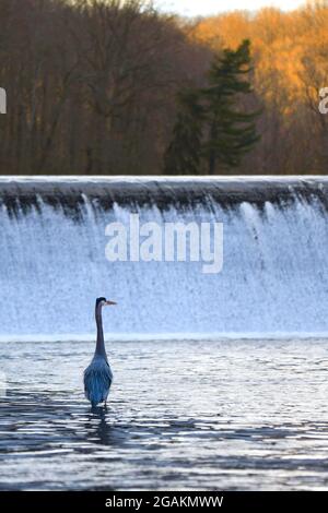 Great Blue Heron vor dem Wasserfall Stockfoto