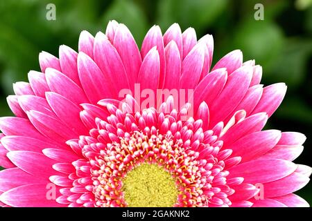 Nahaufnahme einer rosa (weiß gekippt) Gerbera Daisy mit einem gelben Zentrum mit schönem grünen Bokeh Hintergrund. Stockfoto