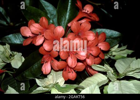 Rhododendron - Ne Plus Ultra - rote Blume Stockfoto