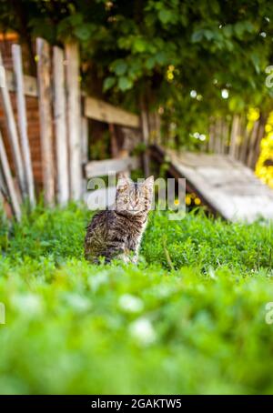 Ein kleines gestreiftes Kätzchen sitzt auf dem grünen Gras und schaut auf die Kamera. Ein Kätzchen sitzt im Dorf in der Nähe eines Holzzauns. Stockfoto