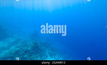 Nahaufnahme eines tropischen blauen Fisches, der auf dem Meeresboden schwimmt, die Sonnenstrahlen scheinen von oben darauf. Stockfoto