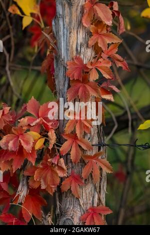 Virginia Creeper, Parthenocissus quinquefolia, in Herbstfarben in Josie's Cabin im Dinosaur National Monument, Utah, USA Stockfoto