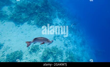 Riesige tropische Fische mit silbrigen Schuppen schwimmen auf der Suche nach Beute am Meeresgrund entlang. Stockfoto