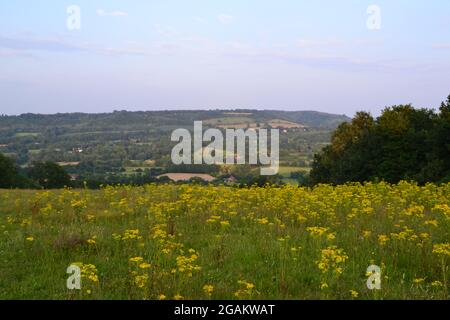 Ragwort auf einem Hügel über Filston Rd, Shoreham, Kent, im Darent Valley an einem ruhigen Sommerabend. Blick über das Tal Richtung Fackenden Down Stockfoto