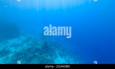 Sonnenstrahlen, die sich durch das blaue Meer ziehen, erleuchten die Fische, die am Boden schwimmen. Stockfoto