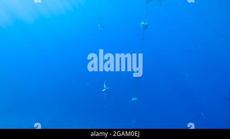 Sonnenstrahlen, die sich durch das blaue Meer ziehen, erleuchten die Fische, die am Boden schwimmen. Stockfoto