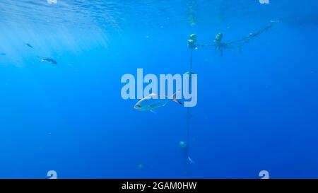 In den Tiefen des Meeres, unter der Wassersäule, schwimmen wunderschöne Fische, die von den Sonnenstrahlen beleuchtet werden Stockfoto