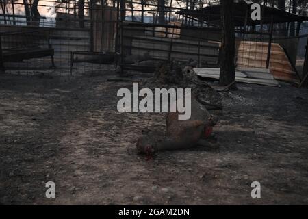 Alle Häuser wurden während der Waldbrände im Dorf Ulukapi Sulek in der Nähe der Region Manavgat in Antalya verbrannt. Mehr als 70 Waldbrände sind diese Woche in Provinzen an der türkischen Ägäis- und Mittelmeerküste sowie im Landesinneren ausgebrochen. Dörfer und einige Hotels wurden in touristischen Gebieten evakuiert und Menschen wurden über Felder geflohen, als Brände in ihren Häusern geschlossen wurden. Mindestens vier Menschen wurden am 28. Juli 2021 von Blasen getötet, die durch die Tourismusregionen Antalya, Manavgat, Türkei, Mittelmeerküste der Türkei gefegt wurden. Foto von Cenk Ozel/Depo Photos/ABACAPRESS.COM Stockfoto