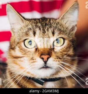 Close Up Portrait gestromten Kater Kitten Cat Stockfoto