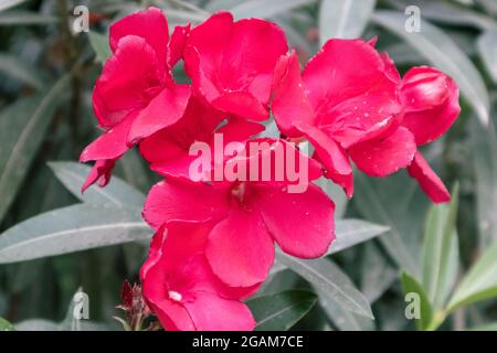 Rosafarbene Oleander-Blüten blühen aus nächster Nähe. Pulsierende mediterrane Blüte im Sommerpark in Griechenland Stockfoto