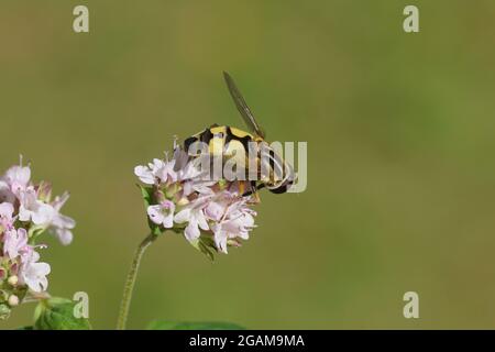 Sonnenfliege, Lemon Marsh Fly, Helophilus trivittatus, Familienschweben (Syrphidae). Uber Blüten von Origanum, Familie Lamiaceae. Holländischer Garten, Juli Stockfoto