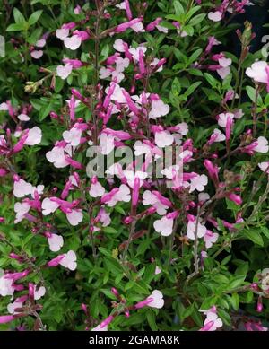 Vollbildaufnahme von hübschem Salbei in zwei Pink-Tönen Stockfoto