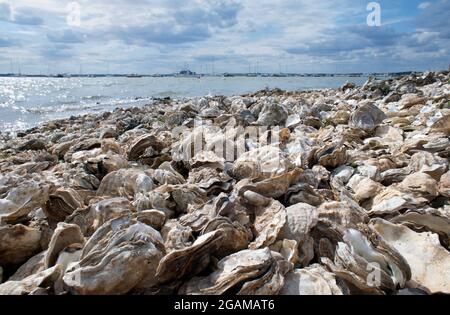 Verworfene Austernschale am Strand Stockfoto