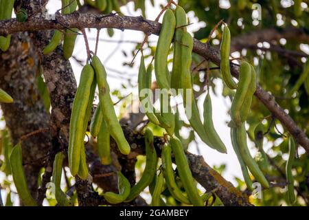 Nahaufnahme eines Bündels von johannisbrot Früchte hängen von dem Baum. Stockfoto