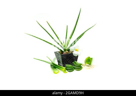 Aloe vera Slice auf weißen Hintergrund. Stockfoto