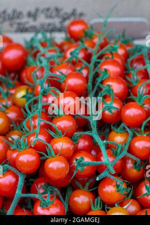 isle of wight Tomaten. Rote Tomaten, Tomaten im Lebensmittelgeschäft, Weintomaten, Pflaumentomaten, Rindfleischtomaten, Kirschtomaten, Tomaten auf Weinstock. Stockfoto