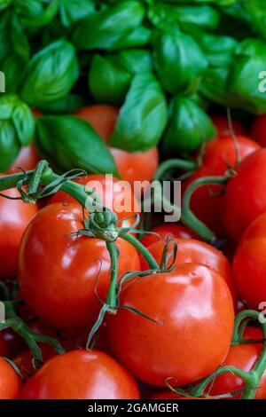 isle of wight Tomaten. Rote Tomaten, Tomaten im Lebensmittelgeschäft, Weintomaten, Pflaumentomaten, Rindfleischtomaten, Kirschtomaten, Tomaten auf Weinstock. Stockfoto