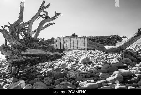 Verdrehter Treibholzbaum an einem walisischen Strand Stockfoto