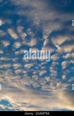 Makrelen Wolken gegen einen blauen Himmel Stockfoto