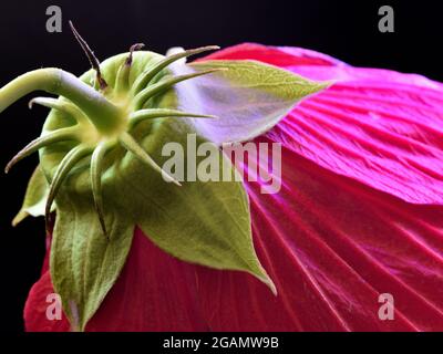 Das Foto wurde hinter einer robusten Hibiskusblüte aufgenommen und zeigt den grünen Kelch, der die roten Blütenblätter umgibt. Foto auf schwarzem Hintergrund. Stockfoto