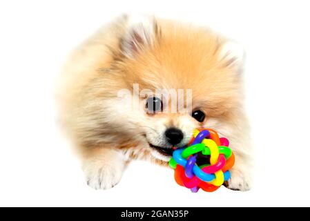 Pommersche Spitz spielt mit seinem Ball auf weißem Hintergrund Stockfoto