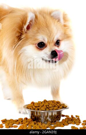 Pommern isst Hundefutter und leckt sich die Lippen. Der Hund isoliert. Pommersche Spitze auf weißem Hintergrund Stockfoto