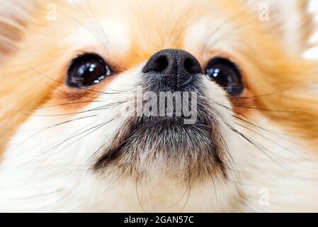 Nahaufnahme des Hundegesichtes. Porträt eines pommerschen Spitzes. Hund Stockfoto