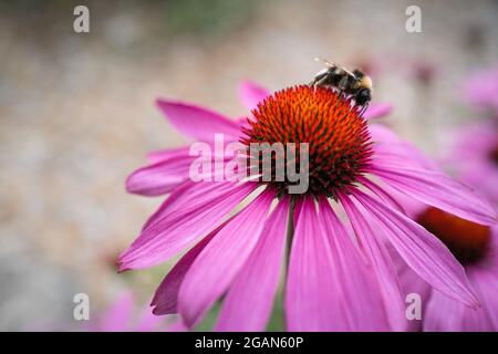 Hummel auf einer Echinacea, Koneblume Stockfoto