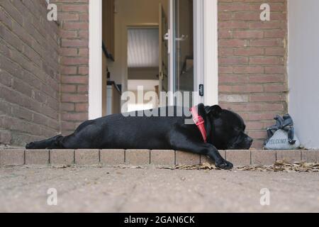 Großer Staffordshire Bull Terrier Hund liegt flach schlafen in der Hintertür zu einem Haus. Er liegt auf einer Stufe. Die Tür ist offen. Stockfoto