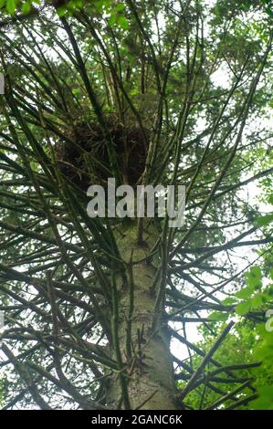 Aylesbury, Buckinghamshire, 29. Juni 2021. Ein großes Nest in einem der Bäume. Die Auftragnehmer von HS2 Ltd fällten heute ältere Bäume und taten, was sie als Vegetationsabfertigung bezeichnen. Die Anwohner sind wütend, dass HS2 eine Reihe von öffentlichen Fußwegen um Fairford Leys geschlossen hat und während der Vogelnistsaison Teile von altem Wald und Hecken zerstört. Quelle: Maureen McLean/Alamy Stockfoto