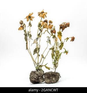 Tote Blumen in Töpfen, die die Auswirkungen der Vernachlässigung während eines Indoor-Gartenexperimentes in einem schwach beleuchteten Raum zeigen Stockfoto