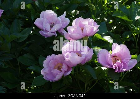 Paeonia May Lilac. Rosa Pfingstrose Blume. Schöne rosa Pfingstrosen im Garten. Stockfoto
