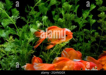 Goldfische im Aquarium mit grünen Pflanzen Stockfoto