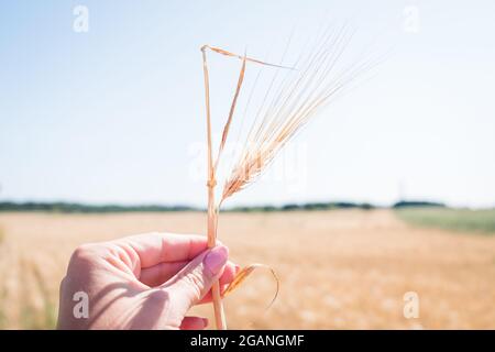 Hand, die einen einzigen goldenen Gerstenstamm auf einem Feld hält. Trockenes Gerstenfeld während der Trockenheit. Stockfoto