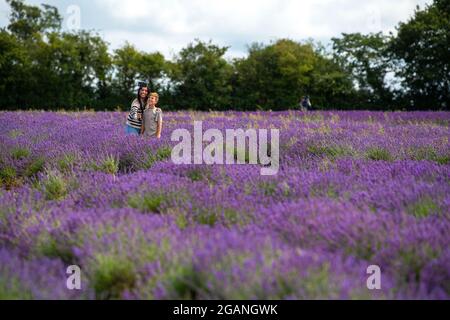 Menschen machen Selfies mit einem Kameratelefon in einem Lavendelfeld in Somerset, England. Stockfoto