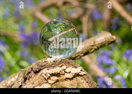 Crystal Photo Lens Vergrößerungsglas Spherical Ball zeigt ein umgekehrtes Bild von Waldbäumen Ästen und Bluebells für Makro-Umwelt Stockfoto