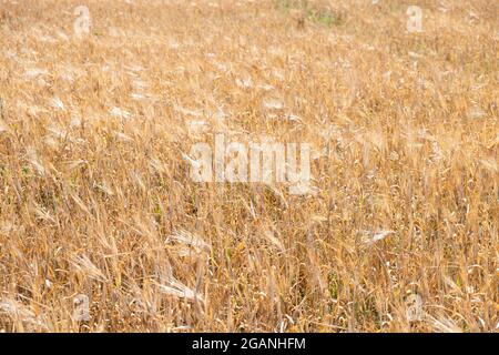 Trockenes Gerstenfeld während der Trockenheit. Stockfoto