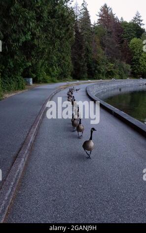 Gänseherde bei einem Spaziergang auf der Seawall im berühmten Stanley Park. Stockfoto