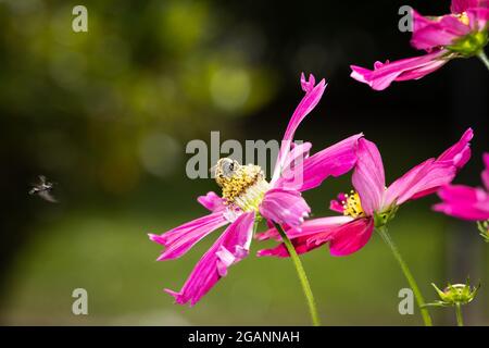 Eine Biene auf einer rosa cosmea Blume. Verschwommener schwarzer Hintergrund Stockfoto
